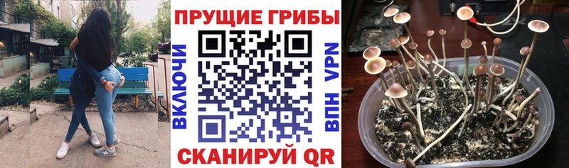 наркотики  Заволжск  Псилоцибиновые грибы Cubensis 